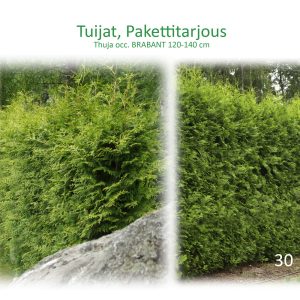 Thuja occ. Brabant 120-140 30 kpl/hkk