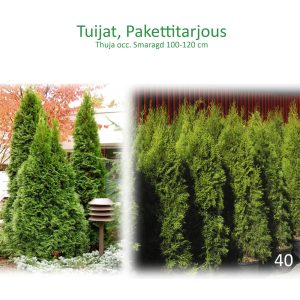 Thuja occ. Smaragd 100-120 cm 40 kpl/hkk