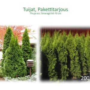 Thuja occ. Smaragd 50-70 200 kpl/hkk