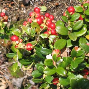 Vaccinium vitis-idaea RED PEARL