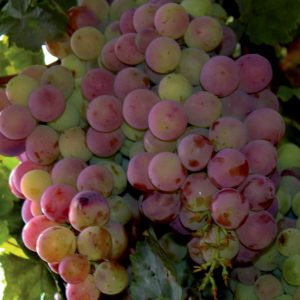 Vitis SOMERSET SEEDLESS