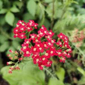 Achillea millefolium PAPRIKA