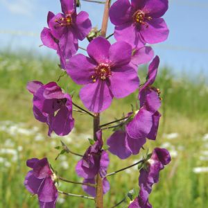 Verbascum phoeniceum