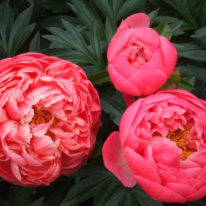 Paeonia Hybrid CORAL SUNSET