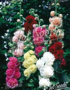 Alcea rosea CHATERS MIX