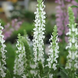 Salvia nem. ′Schneehügel′