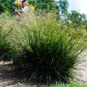 Deschampsia cespitosa
