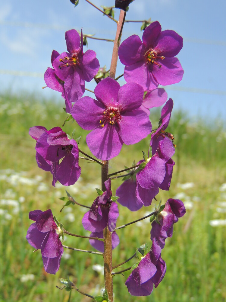 Verbascum phoeniceum ROSETTA