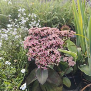 Sedum telephium MATRONA