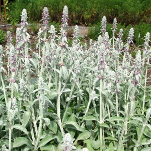 Stachys byzantina