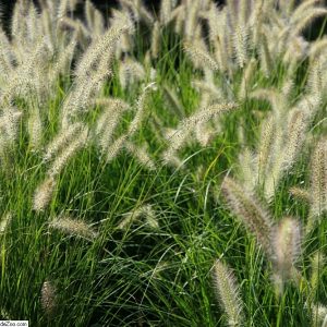 Pennisetum alopecuroides