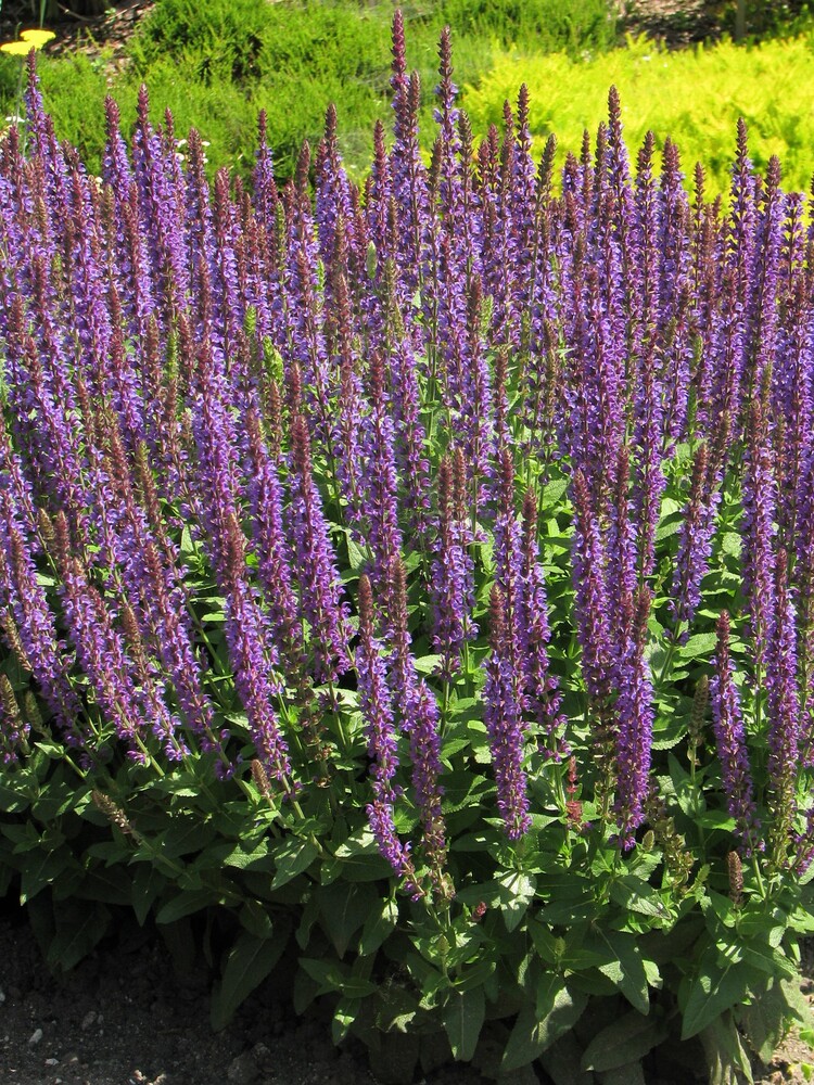 Salvia nemorosa BLAUKÖNIGIN