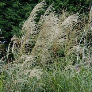 Miscanthus sinensis P9