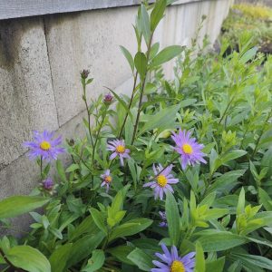 Aster amellus DR OTTO PETSCHEK