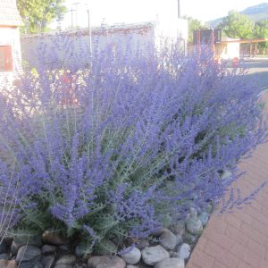Perovskia atriplicifolia BLUE SPIRE