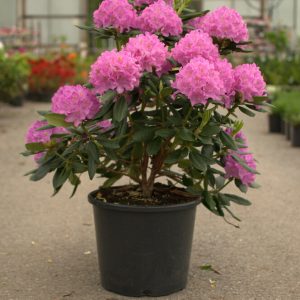Rhododendron English roseum