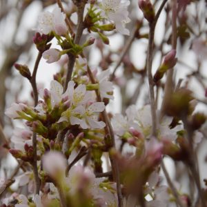Prunus nipponica var. kurilensis RUBY