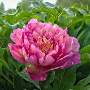 Paeonia Itoh HILLARY
