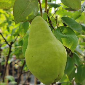 Pyrus communis VIDNAJA