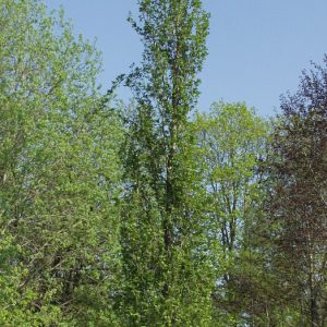 Alnus glutinosa f. pyramidalis Sakari
