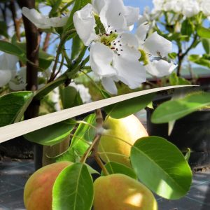 Pyrus communis LADA hk