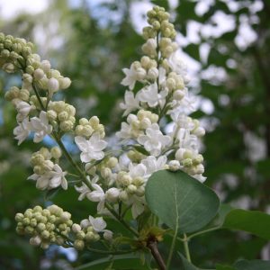 Syringa MME LEMOINE