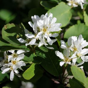 Amelanchier alnifolia OBELISK