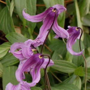 Clematis integrifolia ROSEA