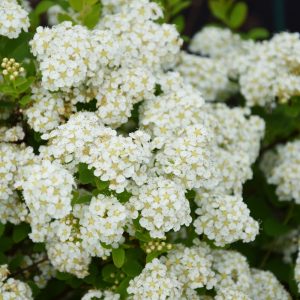 Spiraea SUMMERSNOW