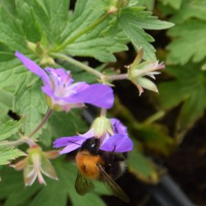 Geranium sylv. MAYFLOWER