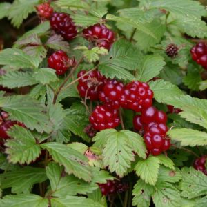 Rubus arcticus TARJA