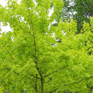 Acer platanoides PRINCETON GOLD 200-250