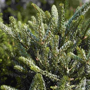 Abies koreana SILBERLOCKE