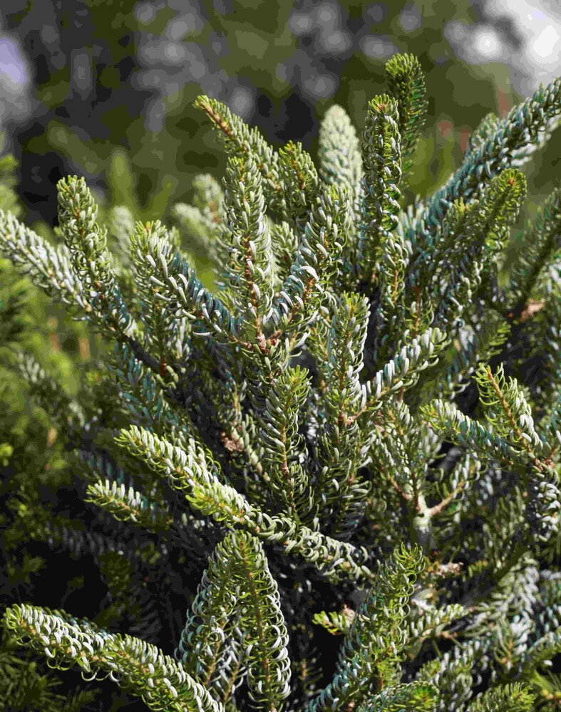 Abies koreana SILBERLOCKE