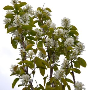 Amelanchier alnifolia OBELISK AT 5L