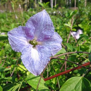 Clematis BLUE ANGEL