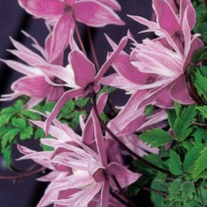 Clematis macropetala MARKHAMS PINK
