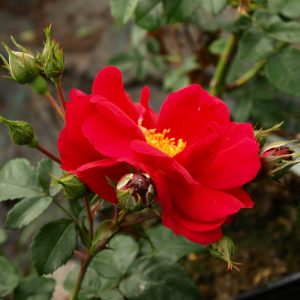Rosa JOHN CABOT