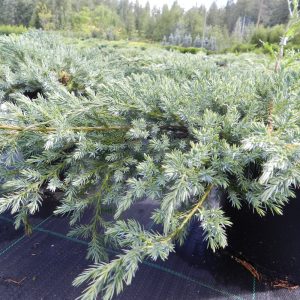 Juniperus squamata BLUE CARPET