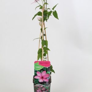 Clematis HAGLEY HYBRID