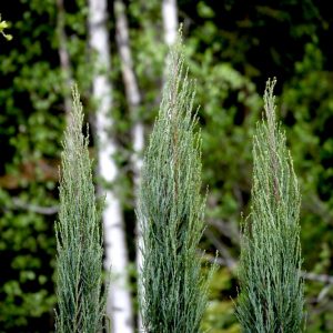 Juniperus virginiana Blue arrow