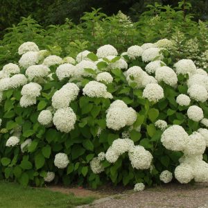 Hydrangea arborescens LIME RICKEY