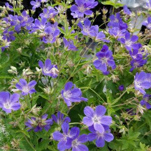 Geranium JOHNSON′S BLUE
