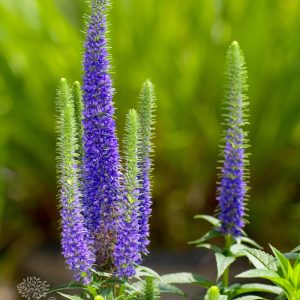 Veronica spicata ULSTER DWARF BLUE