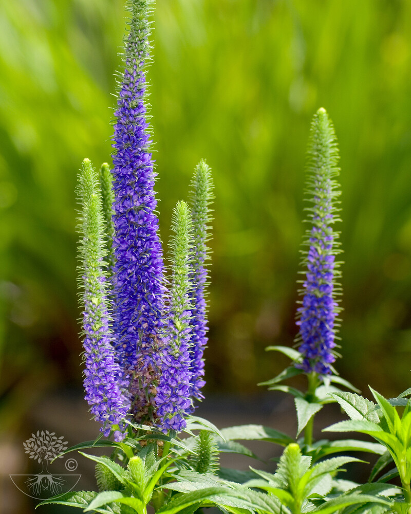 Veronica spicata ULSTER DWARF BLUE