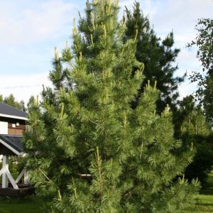 Pinus cembra