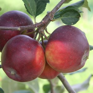 Malus domestica PEKKA