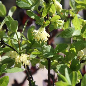 Lonicera caerulea