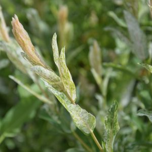 Salix integra HAKURO NISHIKI