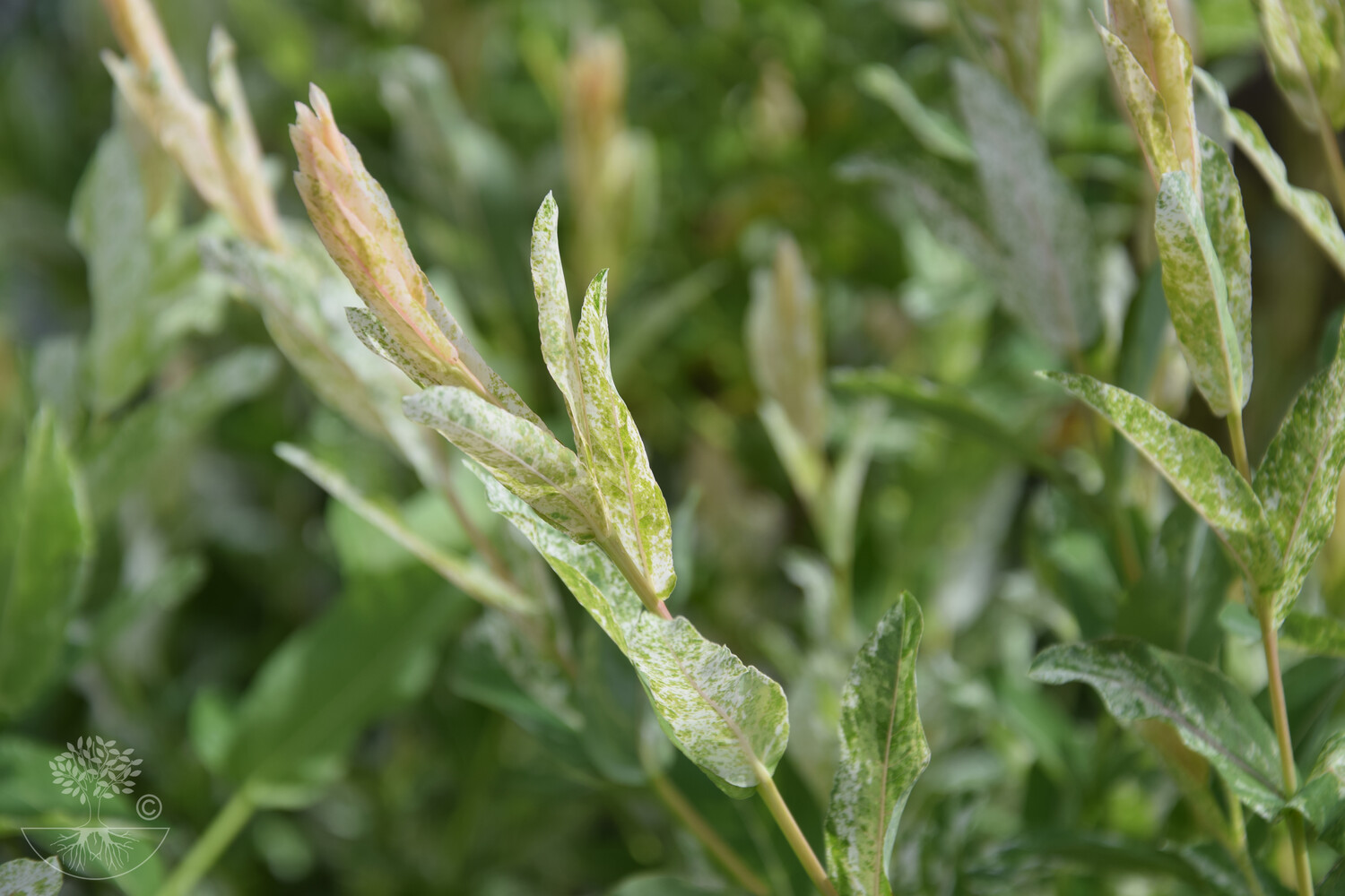 Salix integra HAKURO NISHIKI